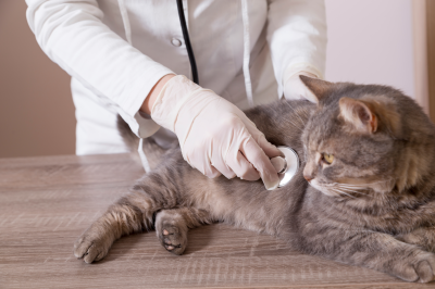 gato sendo examinado por um veterinario
