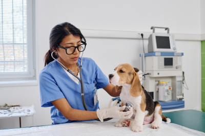 um veterinario examinando um cachorro