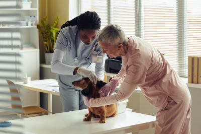dois veterinarios examinando um cachorro