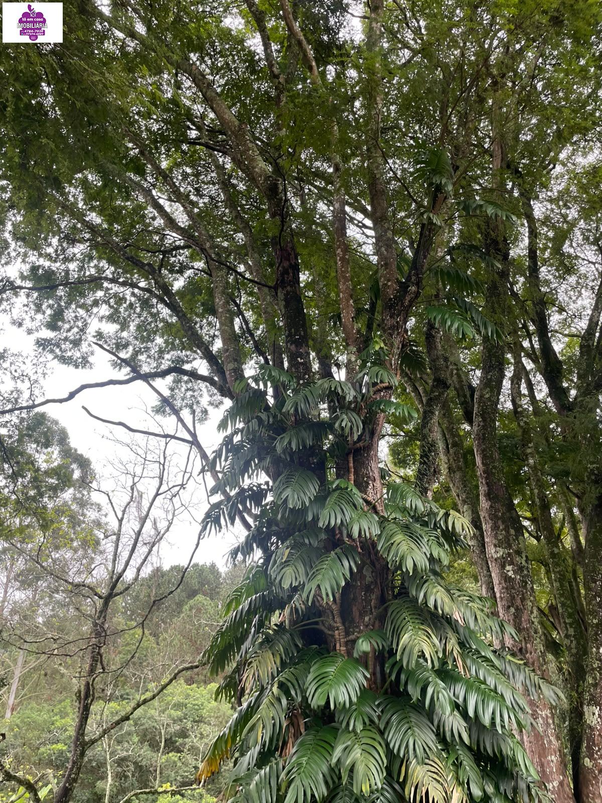 Chácara em Bairro do Cambará, São Roque - Foto 14