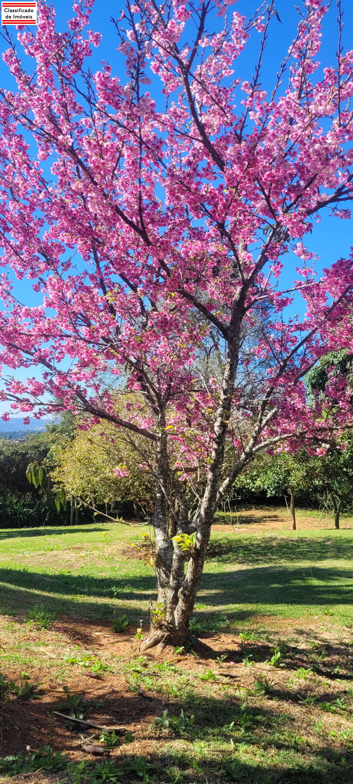 Condomínio em Campininha (Canguera), São Roque - Foto 2