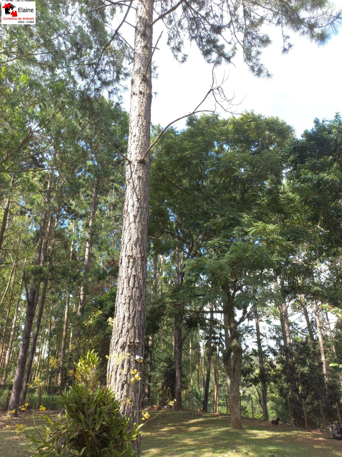 Chácara em Mailasqui, São Roque - sitio tão tão pertinho - Foto 14