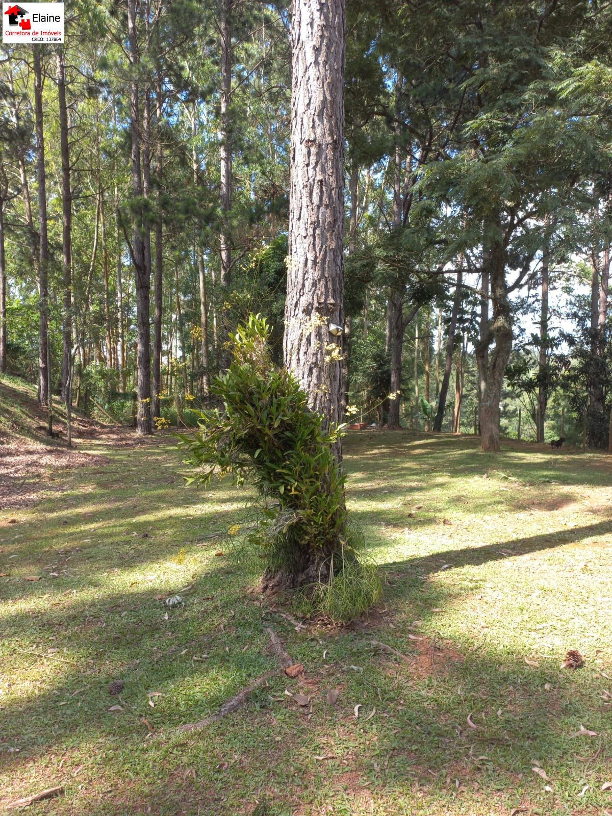 Chácara em Mailasqui, São Roque - sitio tão tão pertinho - Foto 15
