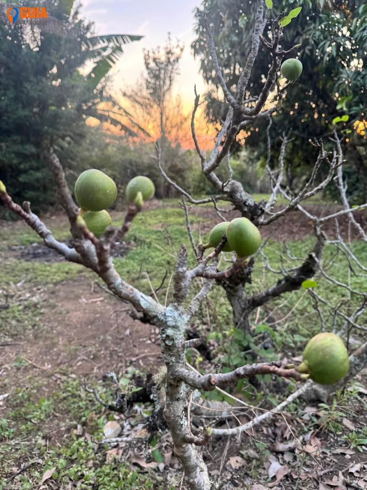 Chácara em , Mairinque - Foto 8