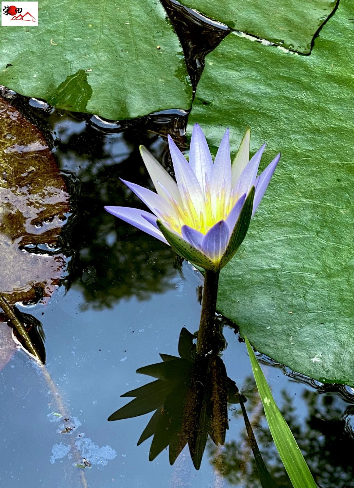 Chácara em Jardim Camargo, São Roque - Foto 19