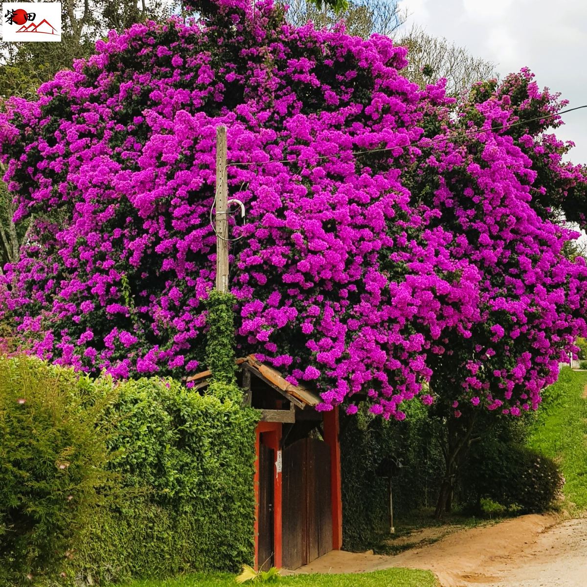Chácara em Jardim Camargo, São Roque - Foto 21