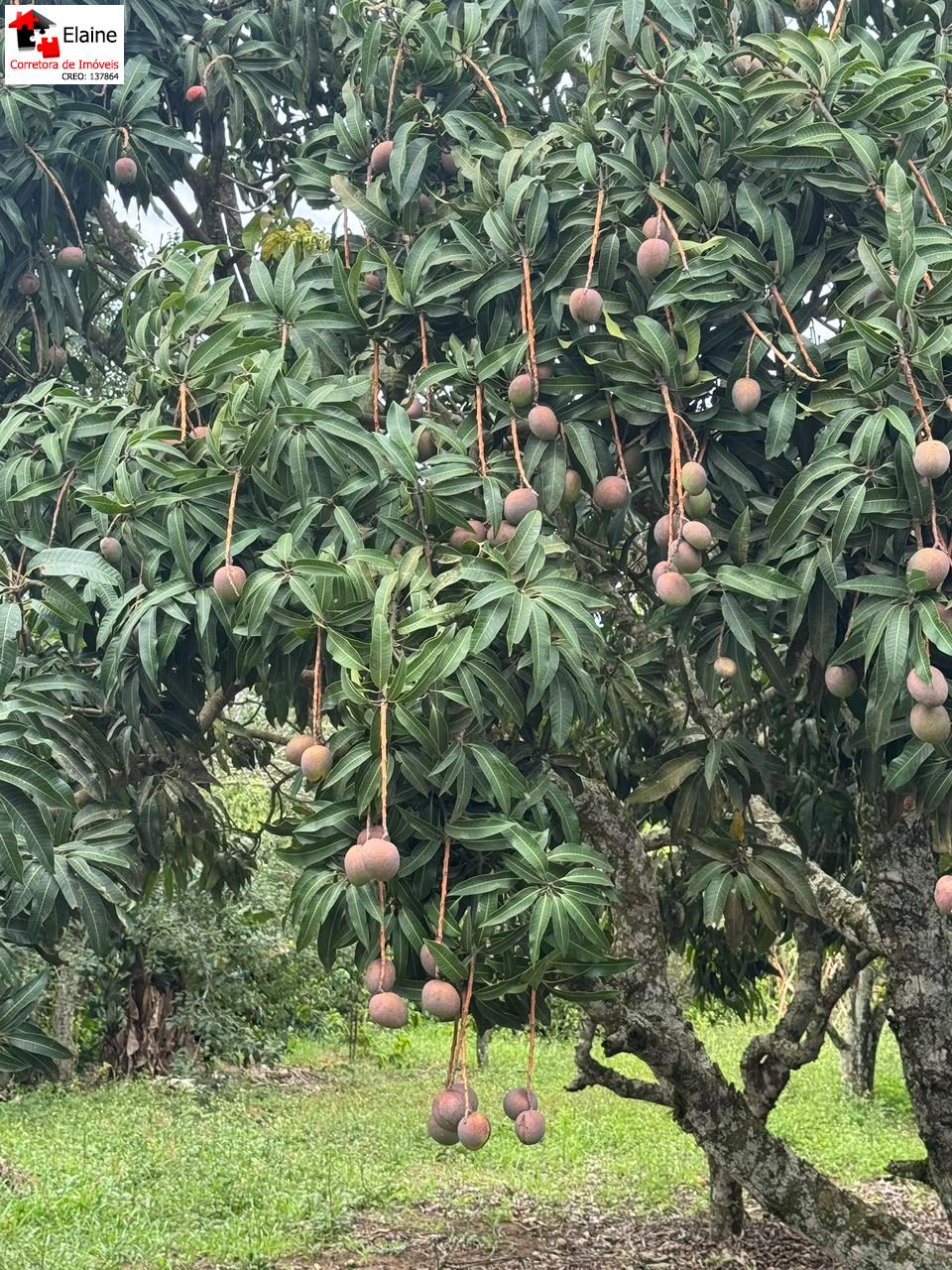Chácara em Sítio Nagai, Mairinque - Foto 4