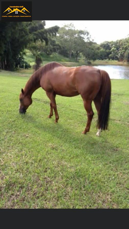 Haras em Ibaté, São Roque - Haras pedacinho do céu - Foto 11