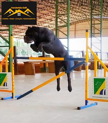 Haras em Ibaté, São Roque - Haras pedacinho do céu - Foto 6