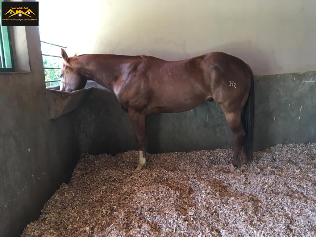 Haras em Ibaté, São Roque - Haras pedacinho do céu - Foto 3