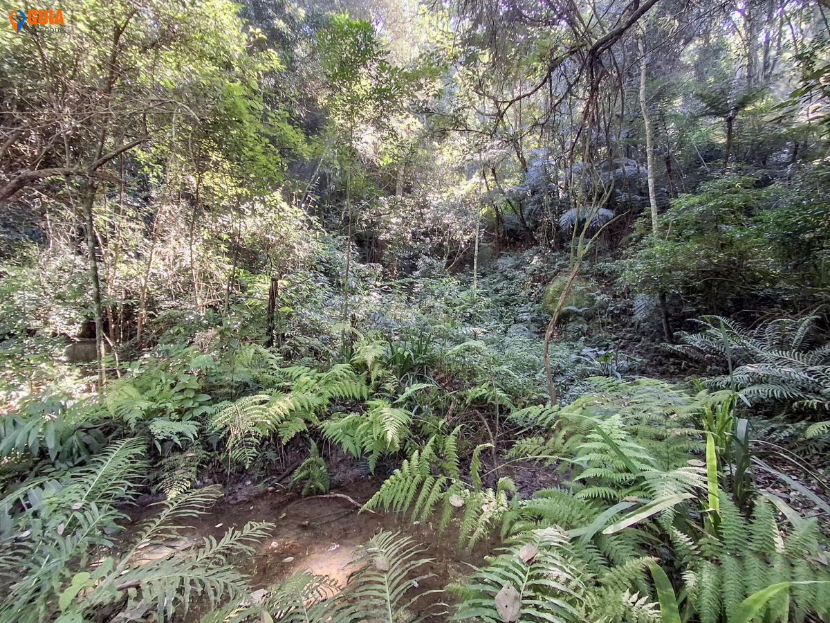 Sítio em Vila Darcy Penteado (Mailasqui), São Roque - Foto 42