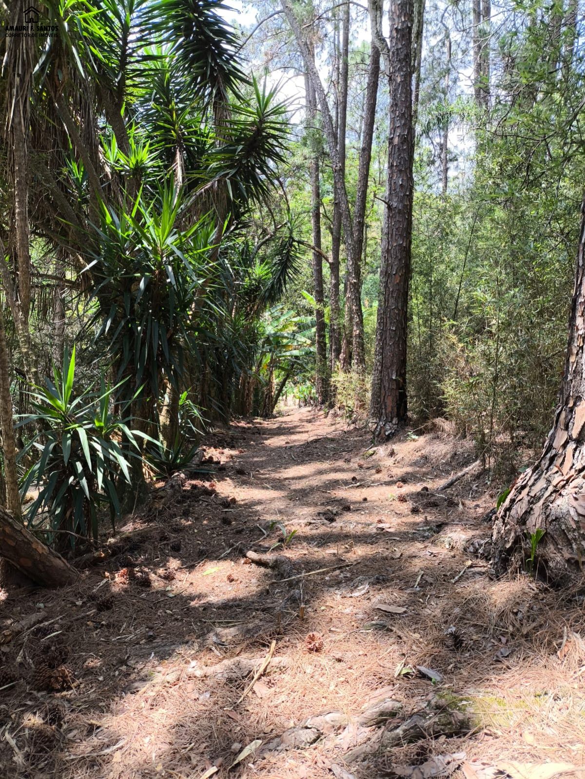 Sítio em , São Roque - Foto 43