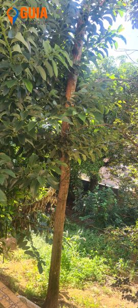 Casa em Junqueira, São Roque - Foto 30