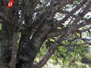 Chácara em Mailasqui, São Roque - Foto 49