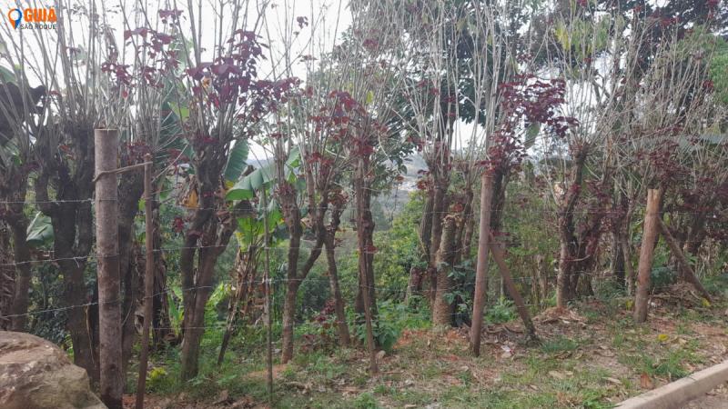 Terreno em Jardim Guaçu, São Roque - Terreno à Venda no Bairro Guaçu - Foto 1