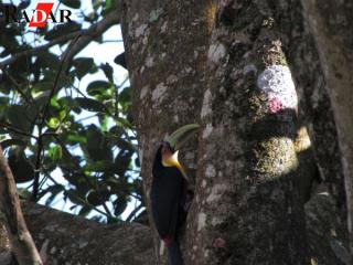 Chácara em Mailasqui, São Roque - Foto 50