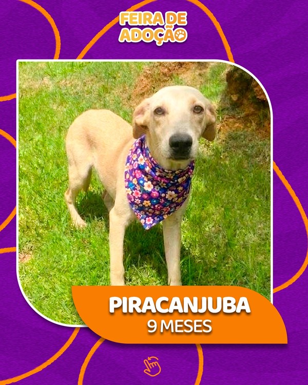 Cachorro de porte médio, com focinho claro e coleira floral, posa para foto em gramado. Na imagem, nome Piracanjuba e idade de 9 meses.