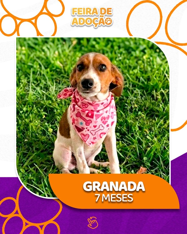 Cachorro de 7 meses, chamado Granada, posa para foto em meio à grama. O animal usa bandana e será disponibilizado na feira de adoção.