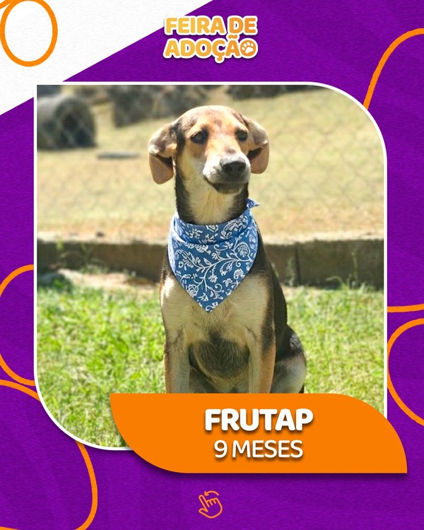 Cão de 9 meses, chamado Frutap, posa para foto usando bandana. Ele estará disponível para adoção na feira do sábado na Praça da Matriz.
