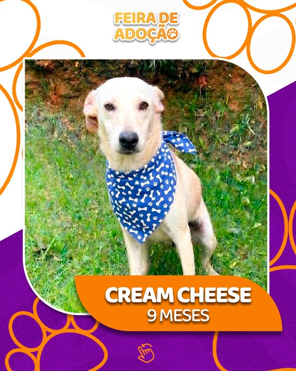 Cachorro Cream Cheese, 9 meses, está à espera de um lar na feira de adoção. Ele usa bandana azul e posa sobre gramado.