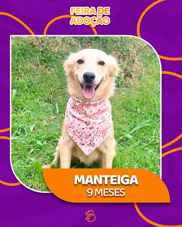 Manteiga, cão de 9 meses, é um dos animais disponíveis para adoção na feira que acontece sábado na Praça da Matriz.