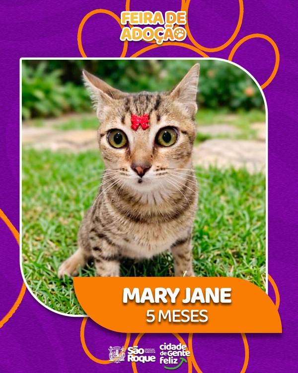 Gata Mary Jane, de 5 meses, pronta para adoção em evento na Praça da Matriz. A feira de adoção acontece neste sábado.