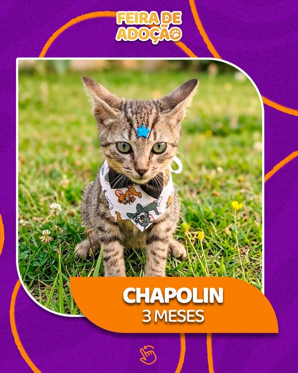Na foto, o gato Chapolin, 3 meses, posa para adoção na grama. Ele usa uma bandana e tem uma estrela na testa.