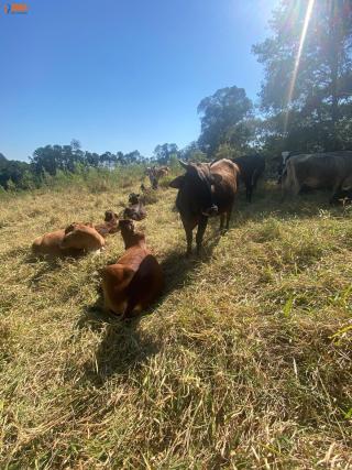 Sítio em , São Roque - Foto 24