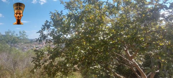 Terreno em Jardim Maria Trindade, São Roque - TERRENO - JARDIM MARIA TRINDADE - Foto 3